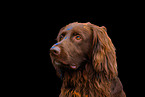 German longhaired Pointer in studio
