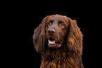 German longhaired Pointer in studio