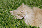 German Longhair