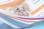 German Longhair