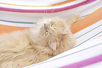 German Longhair