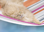German Longhair