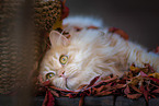 German Longhair tomcat