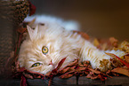 German Longhair tomcat