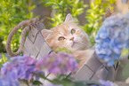 German Longhair tomcat