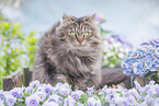 German Longhair tomcat