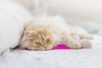 German Longhair tomcat