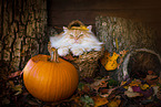 German Longhair tomcat