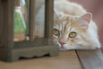 German Longhair tomcat