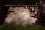 German Longhair tomcat