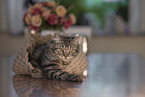 German Longhair tomcat
