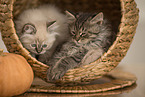 German Longhair Kitten