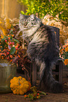 female German Longhair