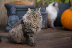German Longhair tomcat