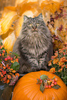 German Longhair tomcat
