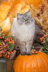 female German Longhair