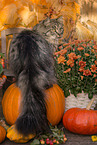 German Longhair tomcat