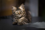 German Longhair Kitten