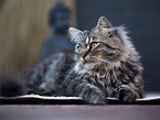 German Longhair tomcat