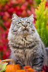 German Longhair tomcat