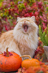 German Longhair tomcat