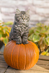 German Longhair Kitten