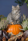 German Longhair Kitten