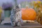 German Longhair Kitten