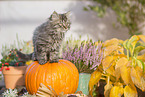 German Longhair Kitten