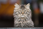German Longhair Kitten