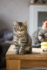 German Longhair Kitten