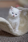 German Longhair Kitten