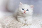 German Longhair Kitten