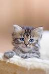 German Longhair Kitten