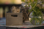 German Longhair Kitten