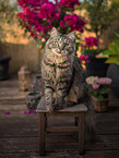 German Longhair tomcat