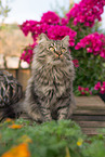 German Longhair tomcat