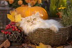 German Longhair tomcat