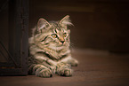 German Longhair Kitten