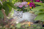 female German Longhair