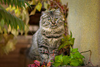 female German Longhair