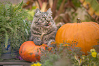 German Longhair tomcat