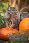 German Longhair tomcat