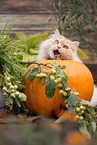 German Longhair tomcat