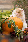 German Longhair tomcat
