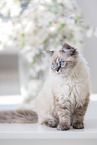 female German Longhair