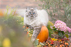 female German Longhair