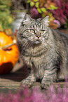 German Longhair tomcat