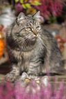 German Longhair tomcat