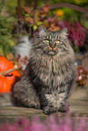 German Longhair tomcat